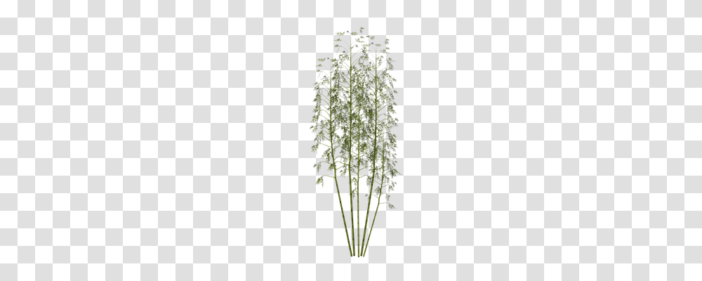 Bamboo Nature, Plant, Chandelier, Lamp Transparent Png