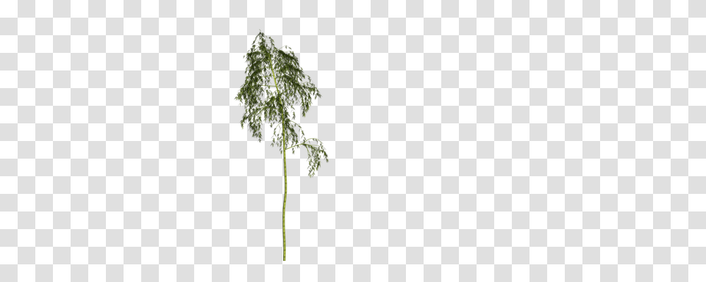 Bamboo Nature, Plant, Tree, Leaf Transparent Png