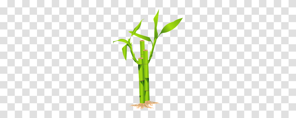 Bamboo Nature, Plant Transparent Png