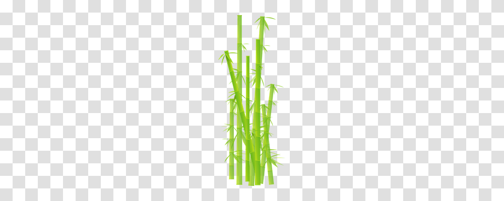 Bamboo Nature, Plant, Cross Transparent Png