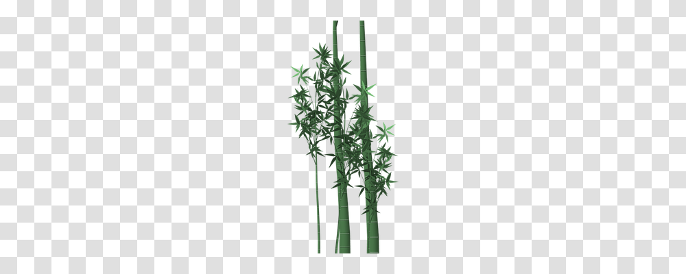 Bamboo Nature, Plant Transparent Png