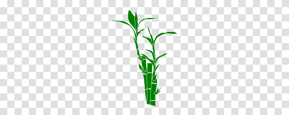 Bamboo Nature, Plant, Food, Vegetable Transparent Png