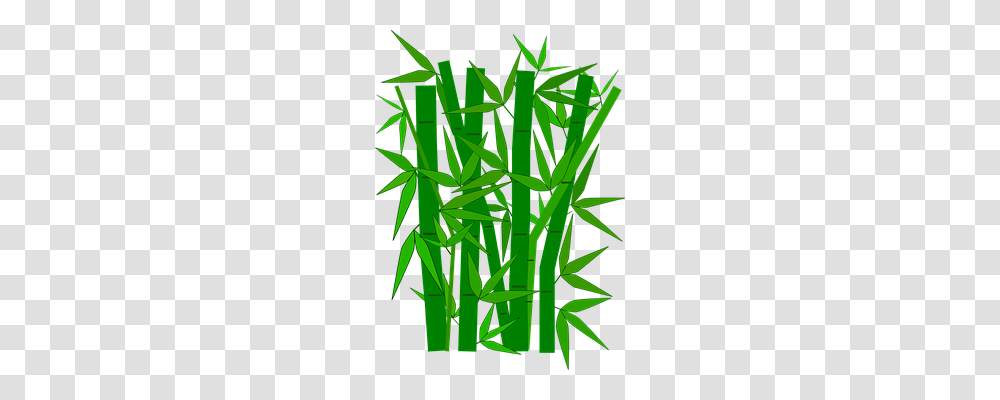 Bamboo Nature, Plant, Grass Transparent Png