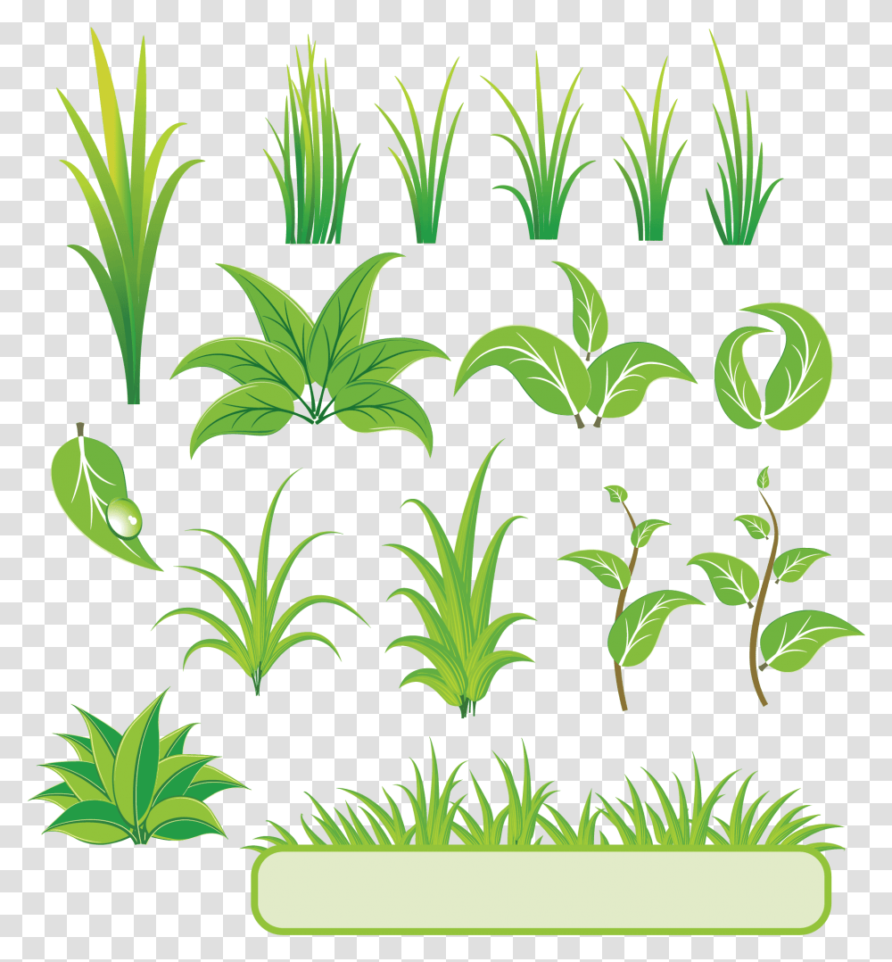 Bamboo And Grass Plant Vector 01 Download Plant Vector, Green, Vegetation, Potted Plant, Vase Transparent Png