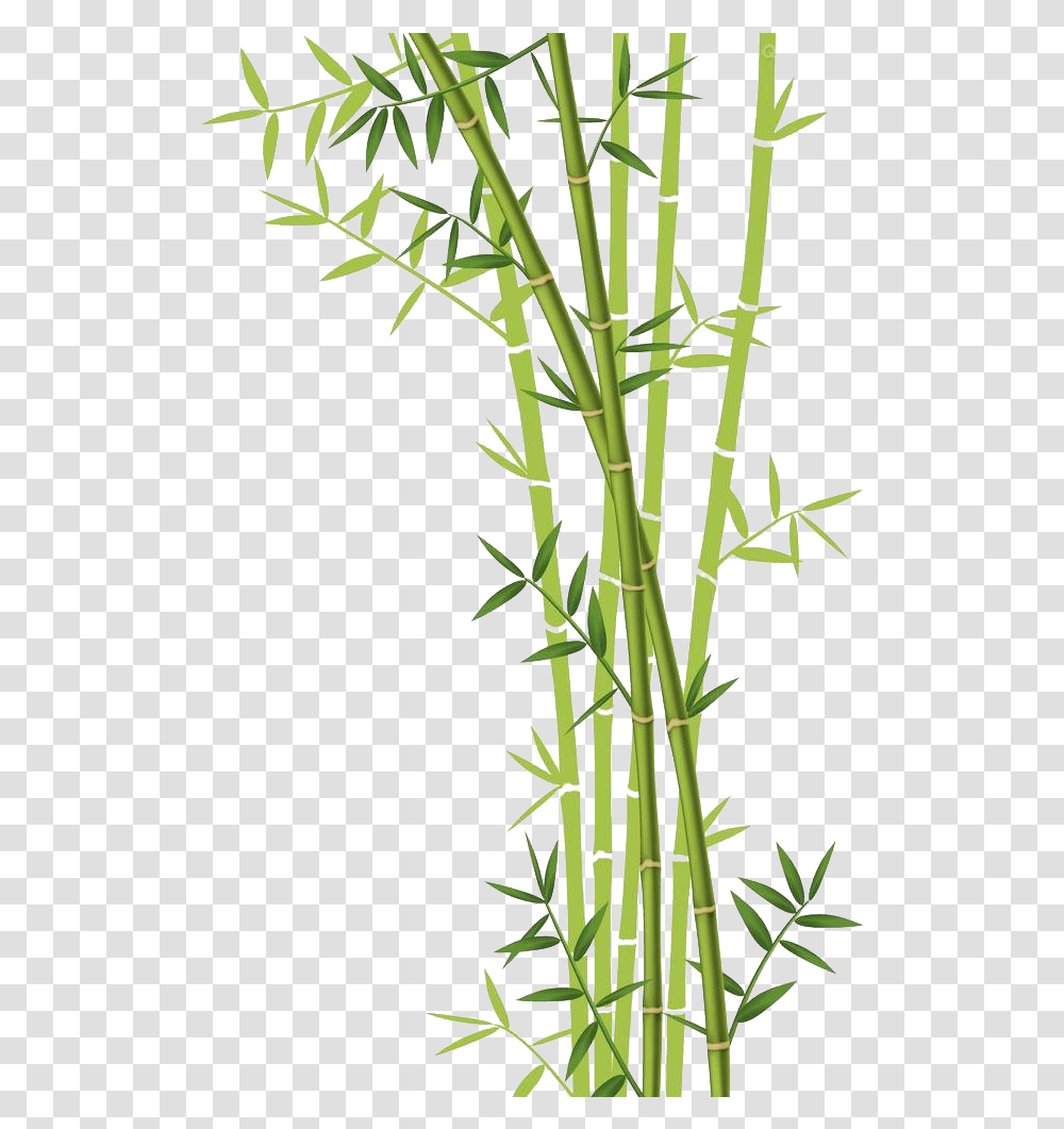 Bamboo Background Clipart Bamboo With White Background, Plant, Utility Pole, Bamboo Shoot, Vegetable Transparent Png