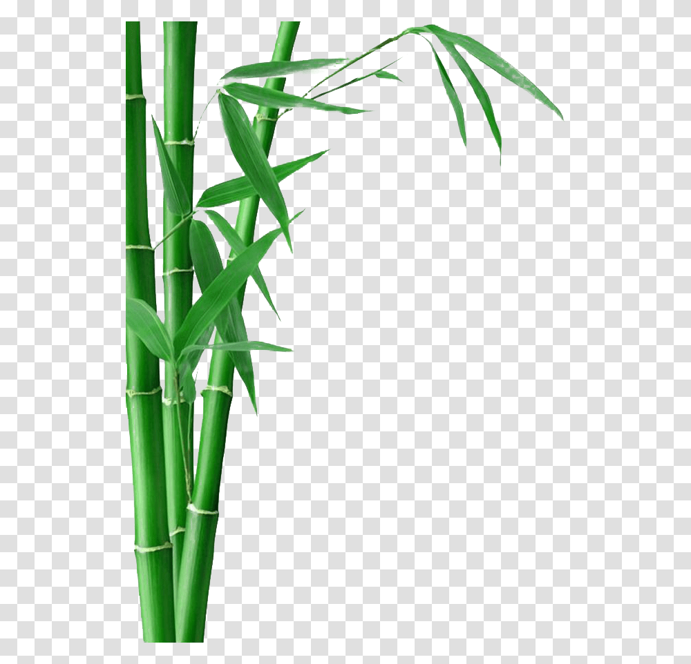 Bamboo Background, Plant Transparent Png