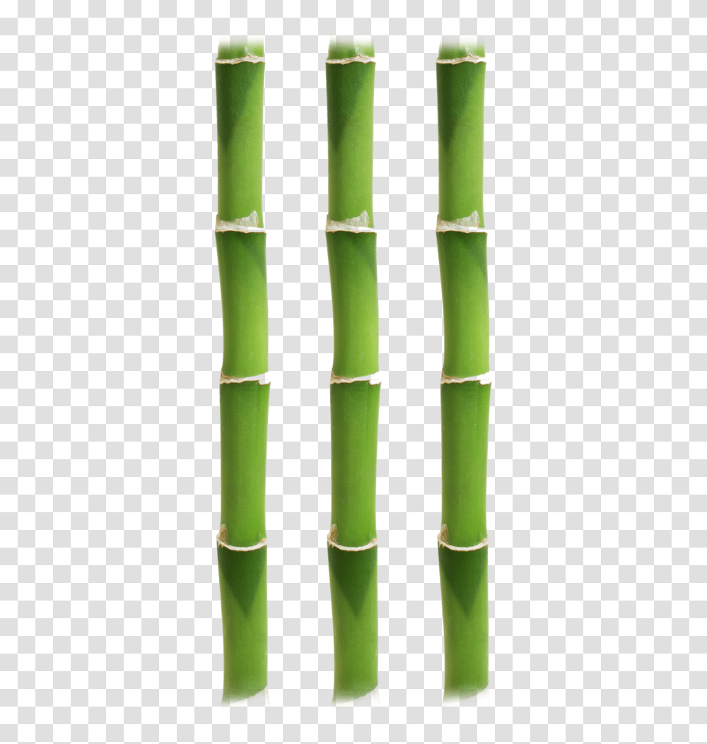 Bamboo Bamboo, Plant, Bamboo Shoot, Vegetable, Produce Transparent Png