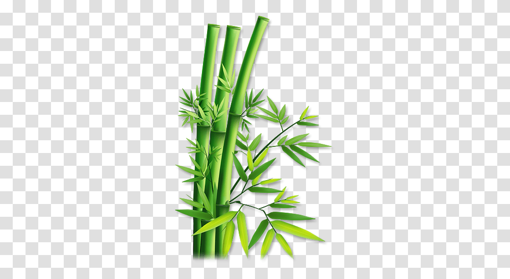 Bamboo Bamboo, Plant, Bamboo Shoot, Vegetable, Produce Transparent Png