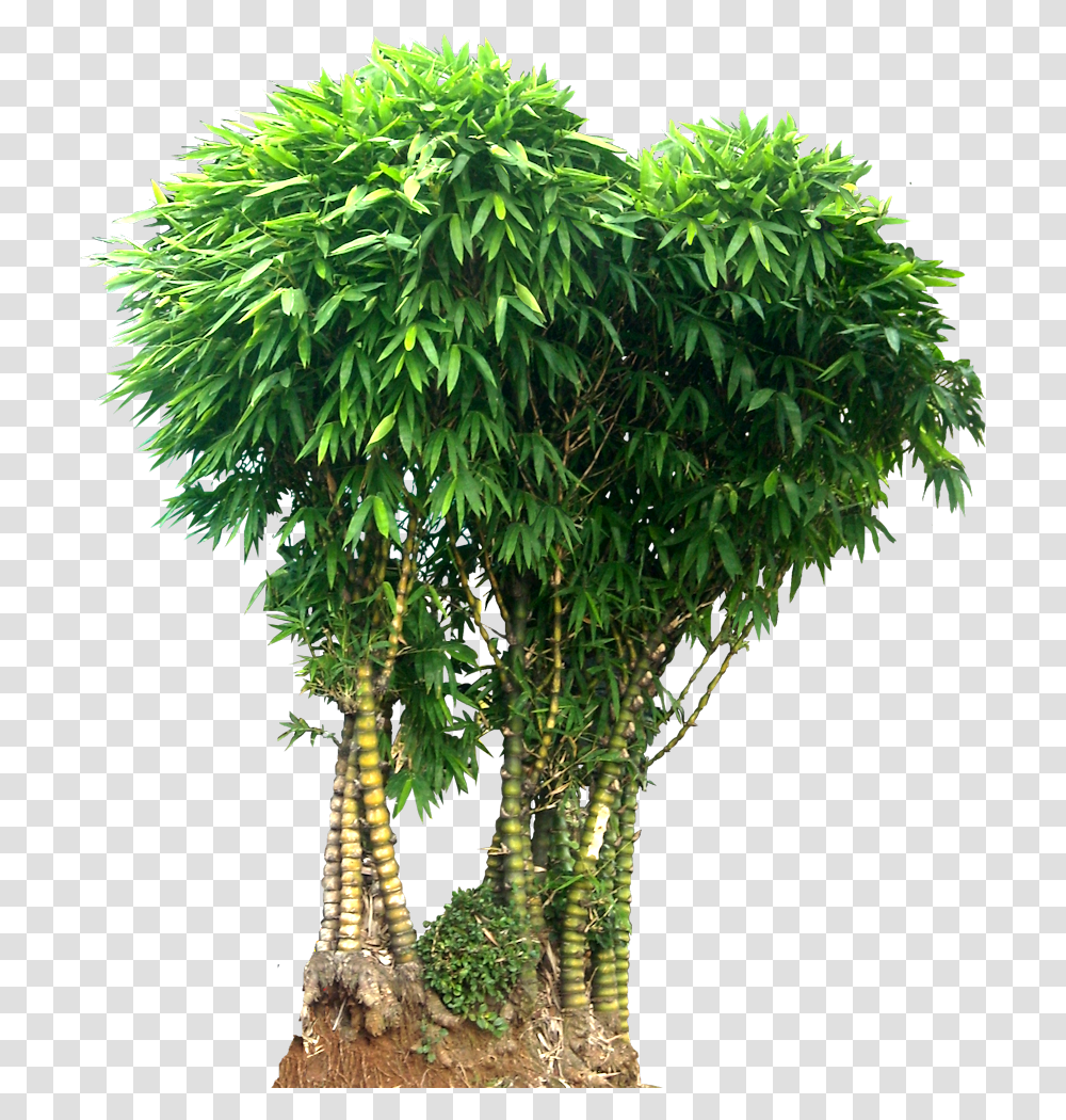 Bamboo Bamboo Tree Images, Plant, Potted Plant, Vase, Jar Transparent Png