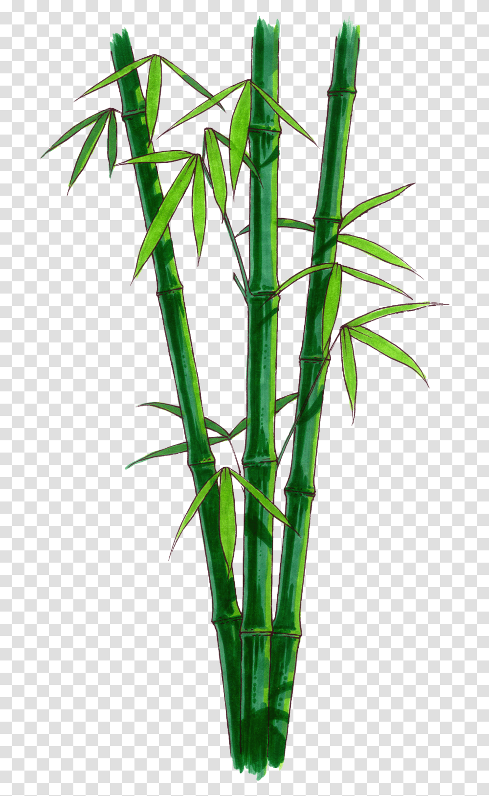 Bamboo Bamboo With No Background, Plant, Insect, Invertebrate, Animal Transparent Png