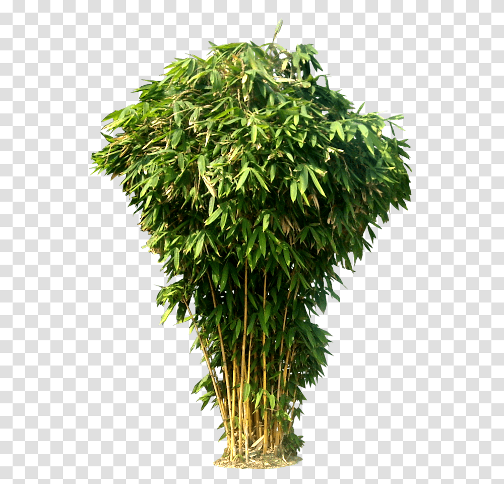 Bamboo Bush Shrub Background, Plant, Tree, Leaf, Maple Transparent Png