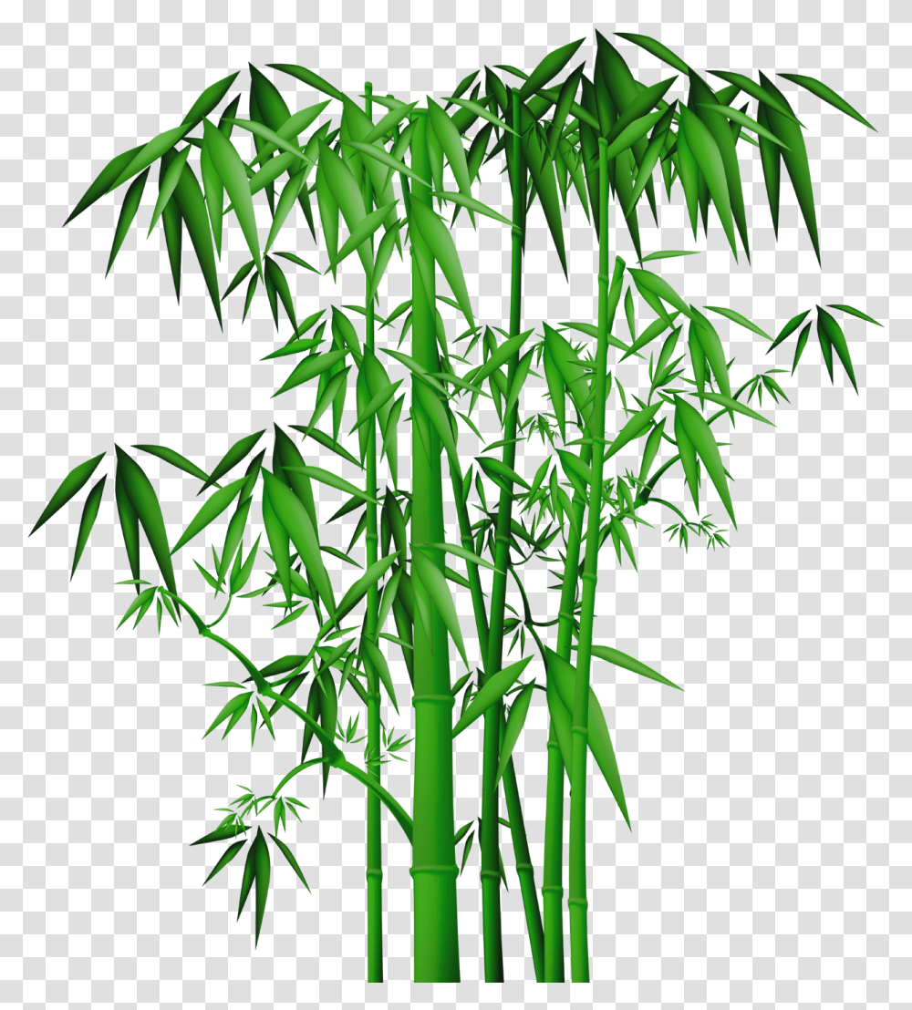 Bamboo Cartoon Bamboo Clipart, Plant Transparent Png