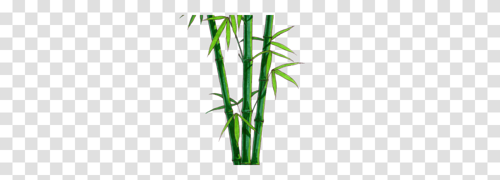 Bamboo Clip Art, Plant Transparent Png