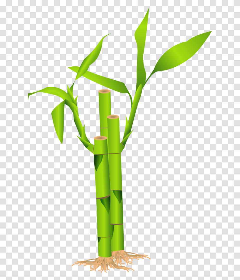 Bamboo Clipart, Plant, Bamboo Shoot, Vegetable, Produce Transparent Png
