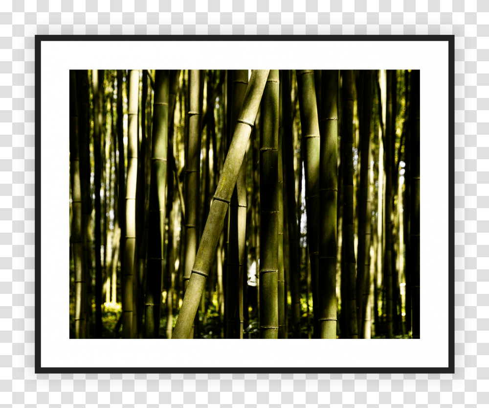 Bamboo Download Bamboo, Plant Transparent Png