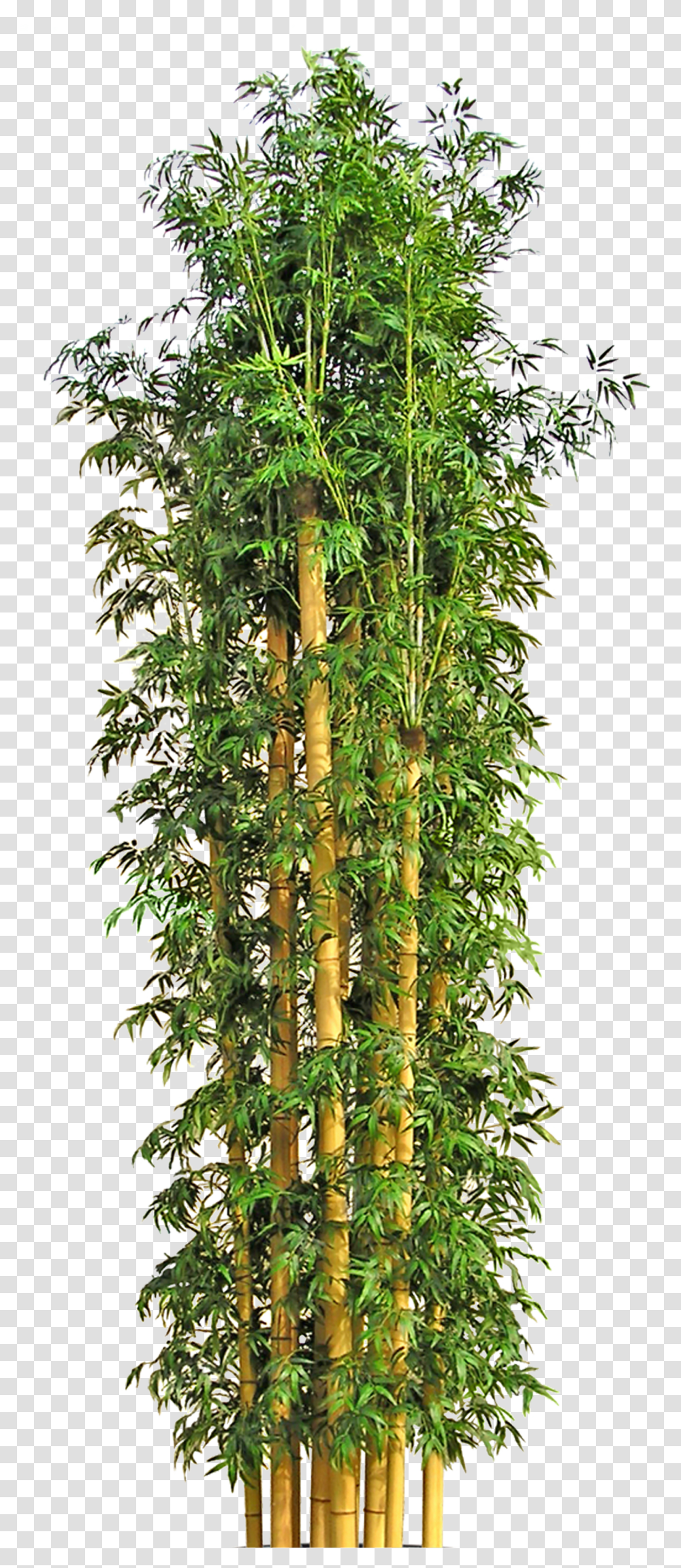 Bamboo Flowerpot Tree Hd Image Free Clipart Clipart Trees Bamboo Transparent Png
