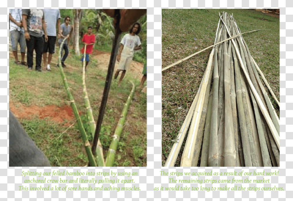 Bamboo Forest Tree, Person, Human, Plant, Bamboo Shoot Transparent Png