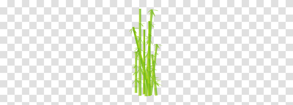 Bamboo Free Clipart, Plant, Grass, Cactus, Tree Transparent Png