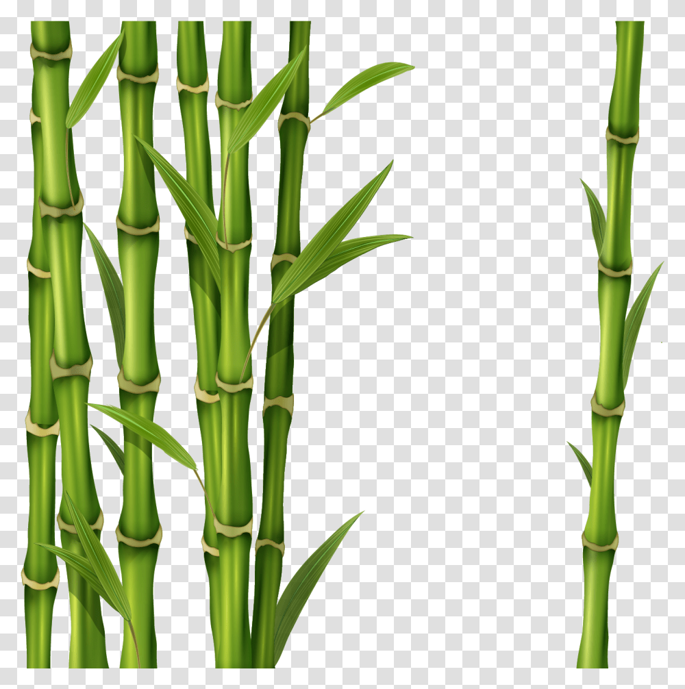 Bamboo Green Bamboo Stick, Plant, Bow, Bamboo Shoot, Vegetable Transparent Png