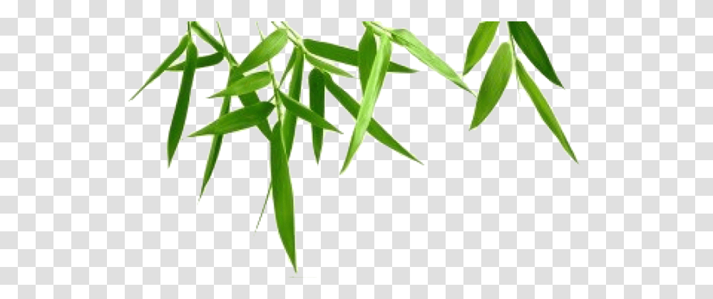 Bamboo Hd Leaf Natur, Plant, Green, Produce, Food Transparent Png