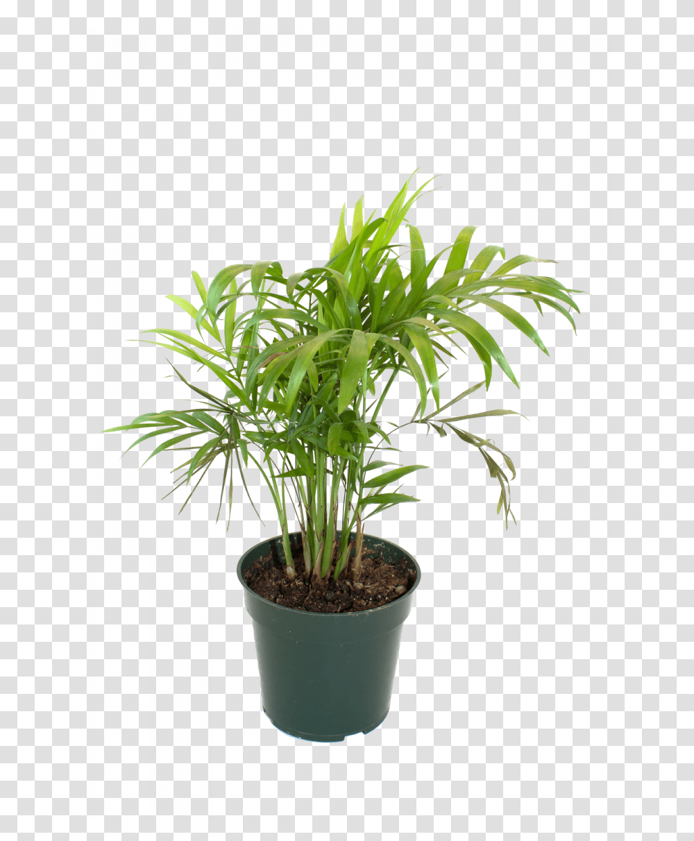 Bamboo House Plant Inspiring Flowerpot Bamboo Houseplant Bamboo In Pot Hd, Palm Tree, Arecaceae, Leaf Transparent Png