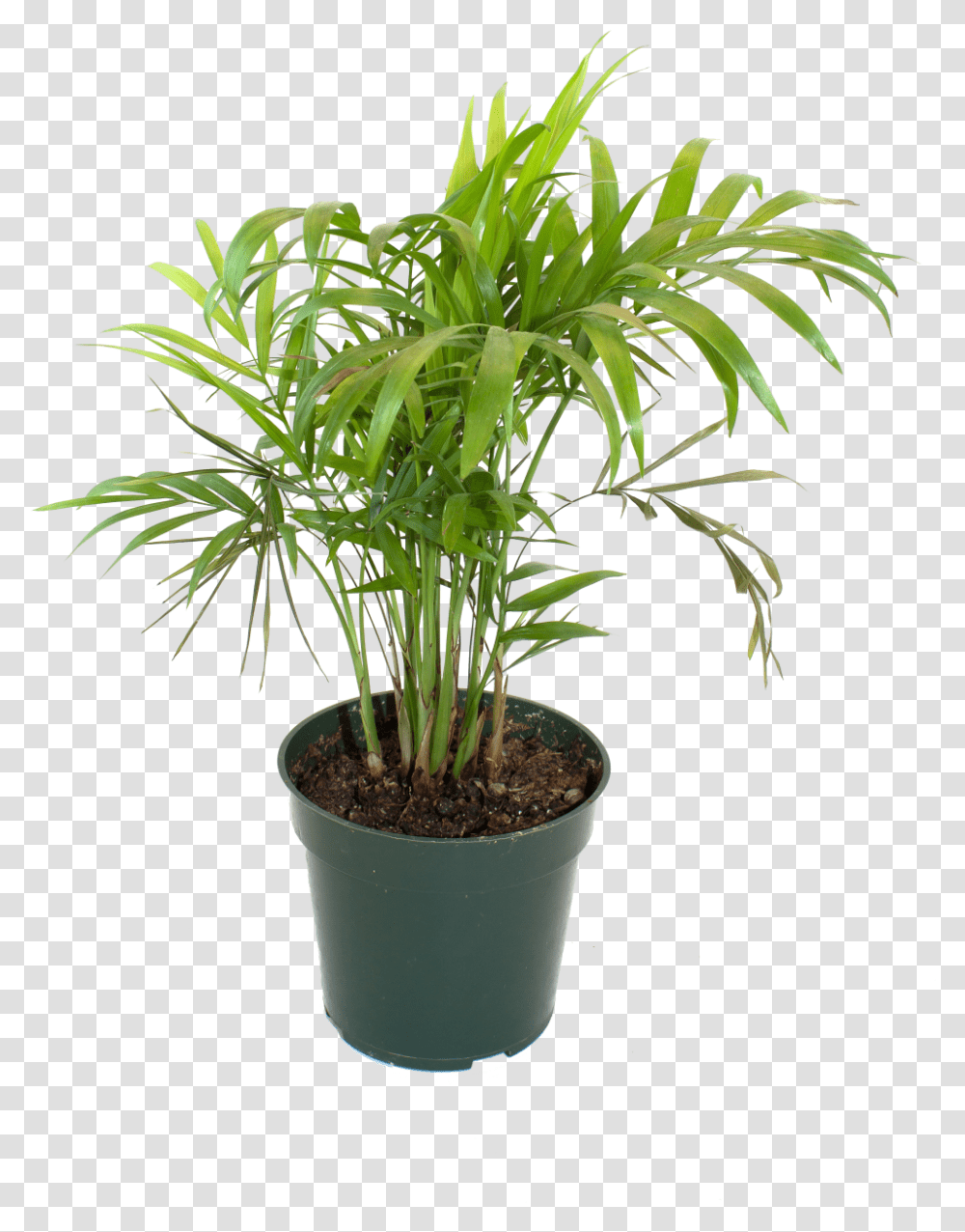 Bamboo House Plant Inspiring Flowerpot Bamboo Houseplant Flowerpot, Palm Tree, Arecaceae, Leaf Transparent Png
