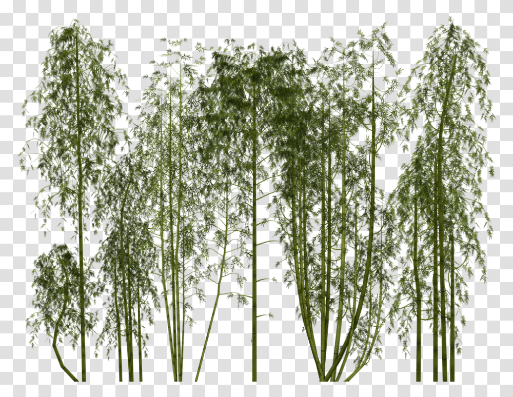 Bamboo Images Bamboo Plant, Tree, Soil, Gate, Moss Transparent Png