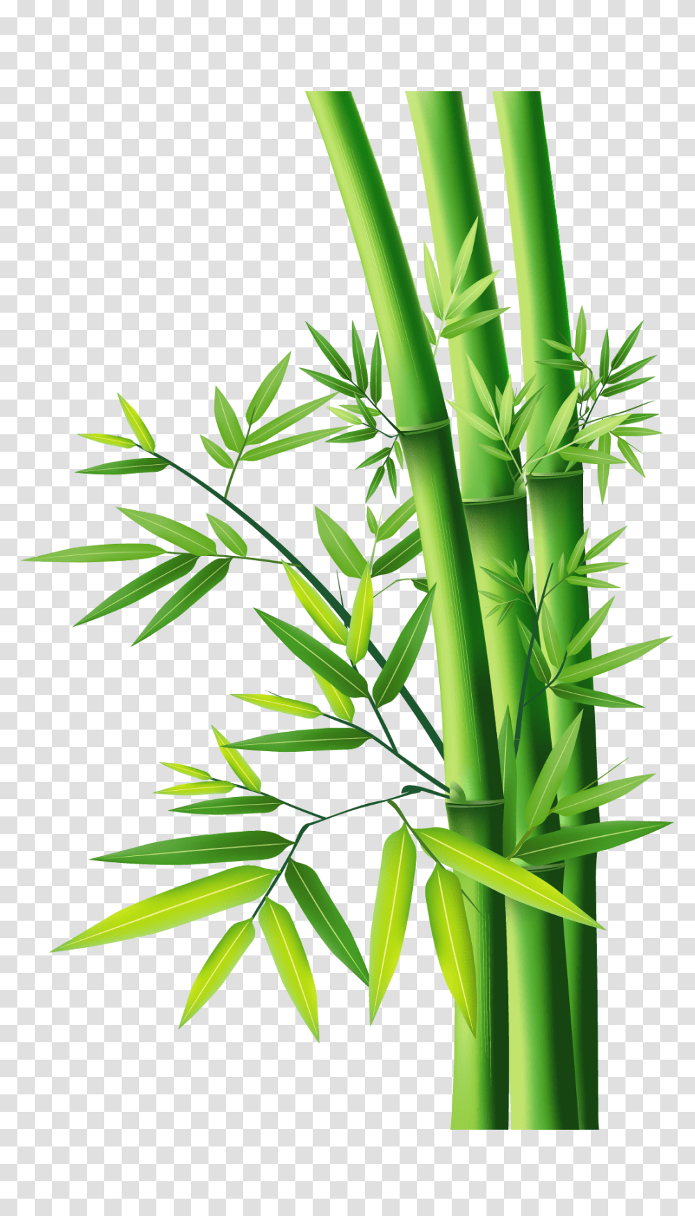 Bamboo Images Free Download, Plant, Pineapple, Fruit, Food Transparent Png