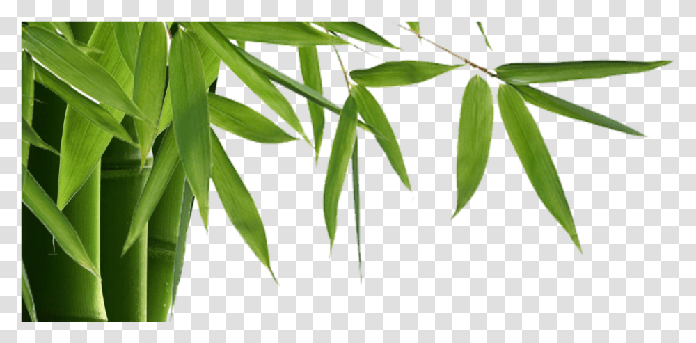 Bamboo Is Elegant Modern With Many Benefits Inside Bamboo, Leaf, Plant, Vegetation, Green Transparent Png