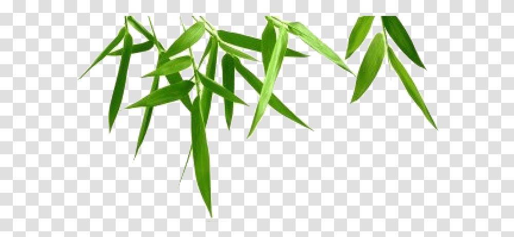 Bamboo Leaf Background 057 Background Bamboo Leaves, Plant, Green, Animal, Food Transparent Png