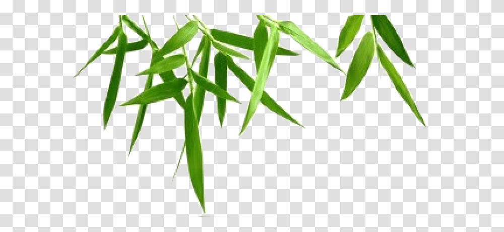 Bamboo Leaf Background, Plant, Bamboo Shoot, Vegetable, Produce Transparent Png