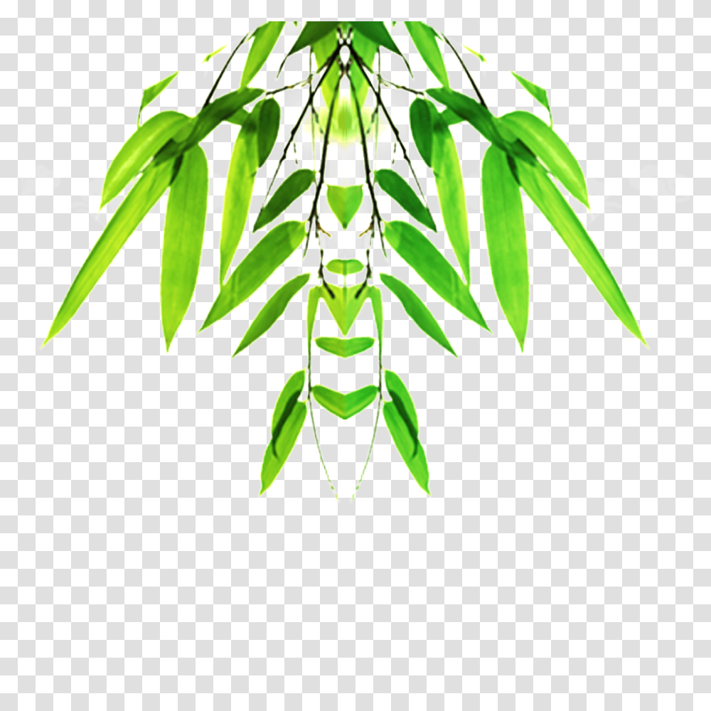 Bamboo Leaf Bamboo Beautiful Hd Free Download Vector, Plant, Vegetation, Green, Grass Transparent Png