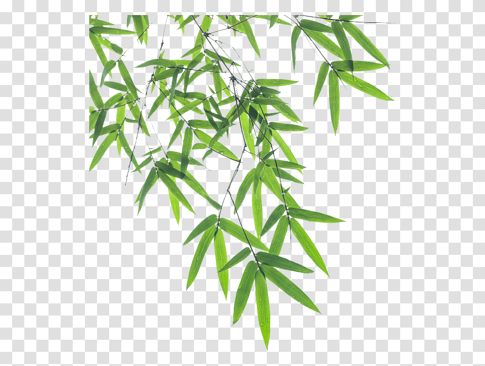 Bamboo Leaf Euclidean Vector Background Bamboo Leaves, Plant, Hemp, Tree Transparent Png