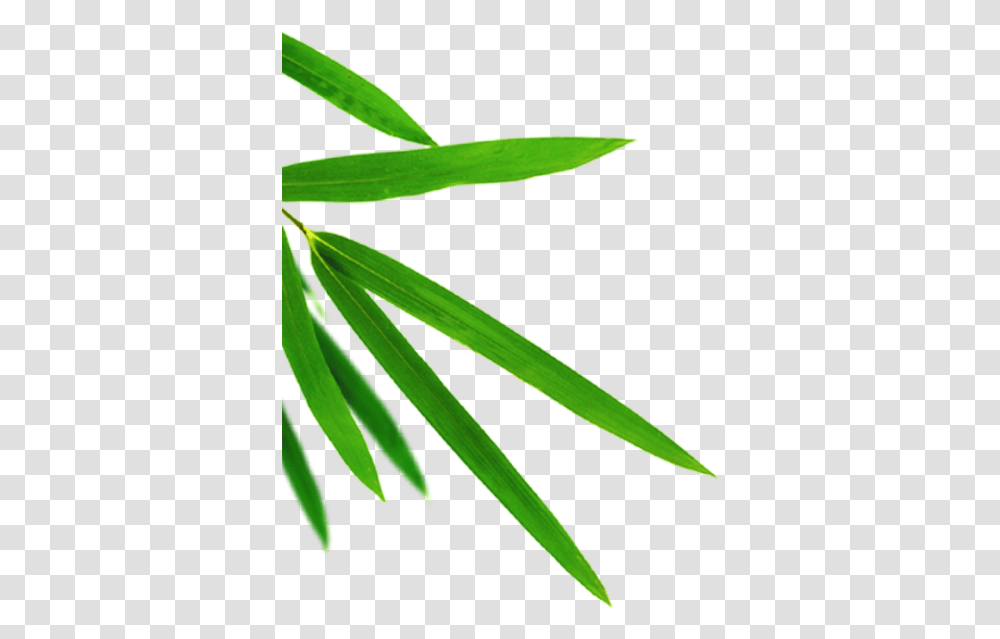 Bamboo Leaf, Green, Plant, Grass Transparent Png