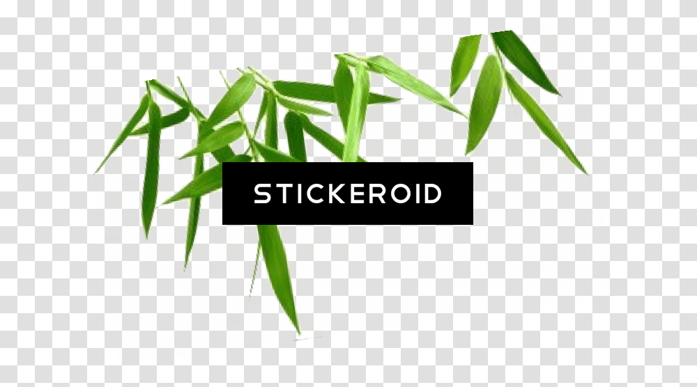 Bamboo Leaf Nature Background Bamboo, Plant, Bamboo Shoot, Vegetable, Produce Transparent Png