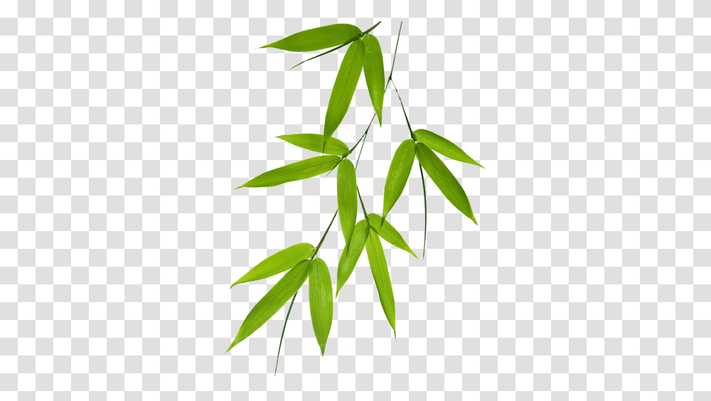 Bamboo Leaf, Plant, Invertebrate, Animal, Insect Transparent Png
