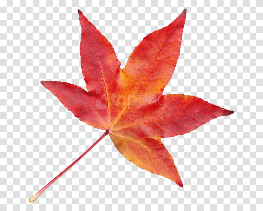Bamboo Leaves Autumn Leaf, Plant, Tree, Maple, Maple Leaf Transparent Png