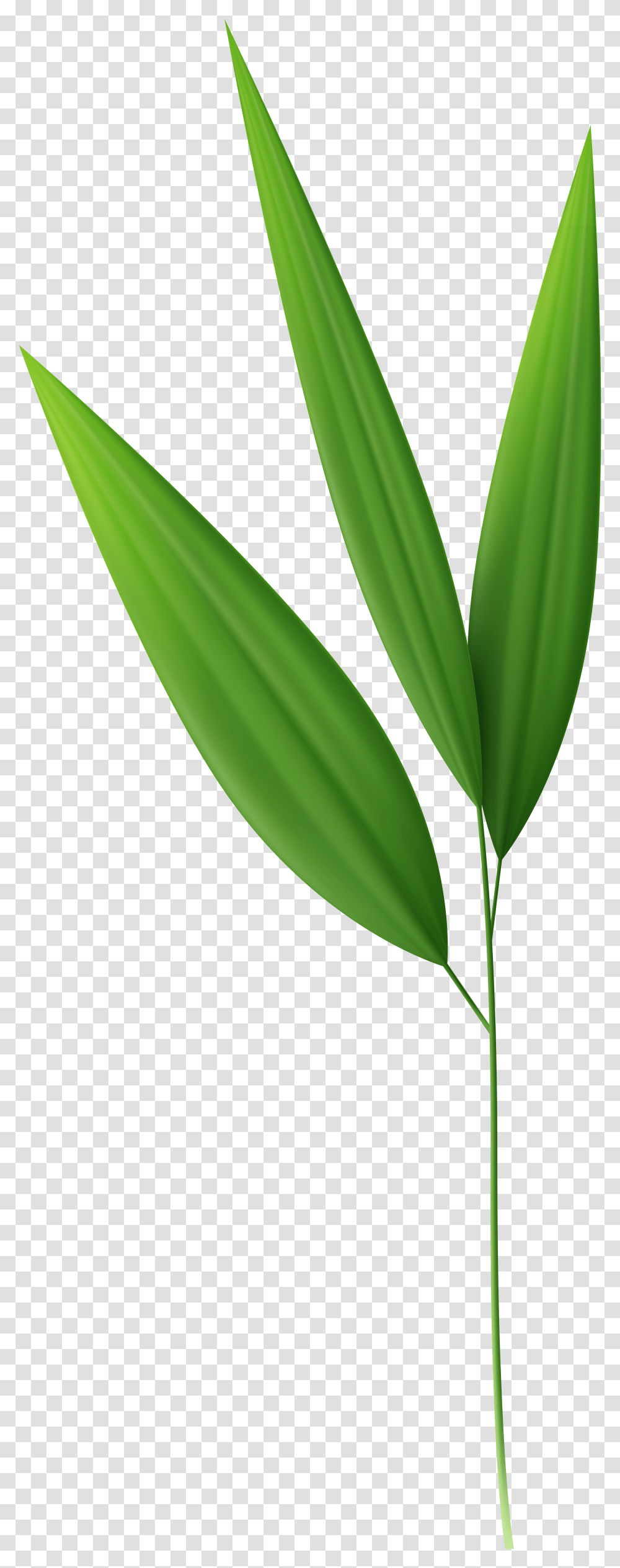 Bamboo Leaves Background, Leaf, Plant, Flower, Blossom Transparent Png