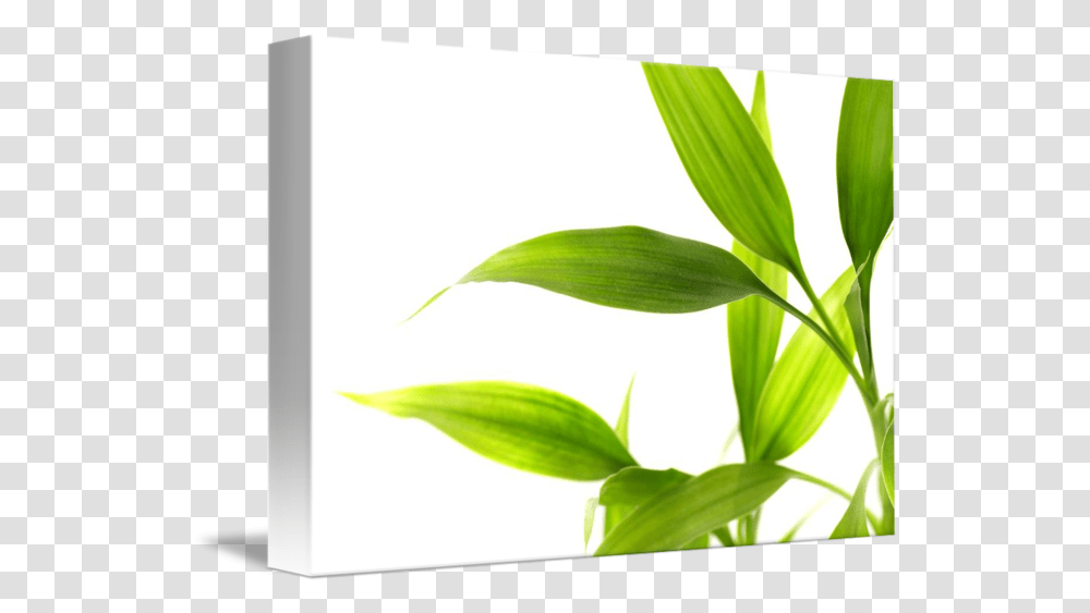 Bamboo Leaves Isolated By Leaf, Plant, Flower, Blossom, Petal Transparent Png