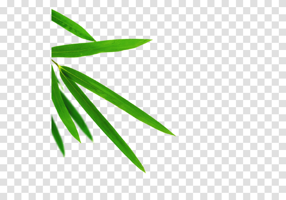Bamboo Leaves Leaf Leaves Green And For Free Download, Plant, Flower, Blossom, Aloe Transparent Png