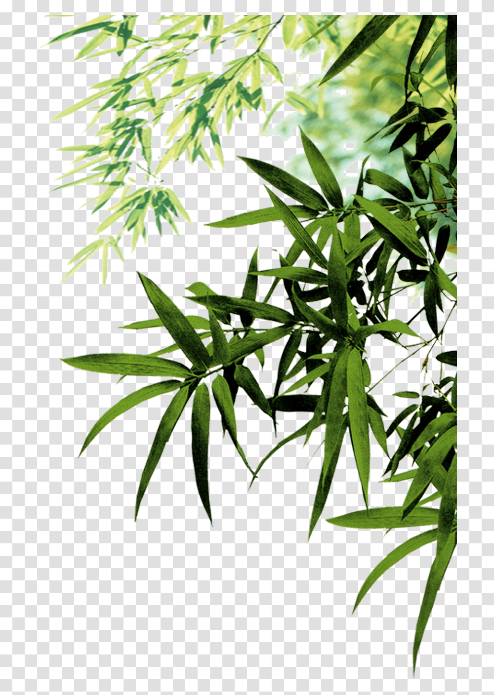 Bamboo Leaves, Plant, Hemp, Weed, Leaf Transparent Png