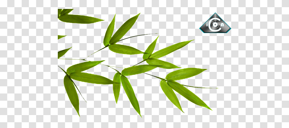 Bamboo Leaves Psd Official Psds Bamboo Tree Leaf, Plant, Flower, Blossom Transparent Png