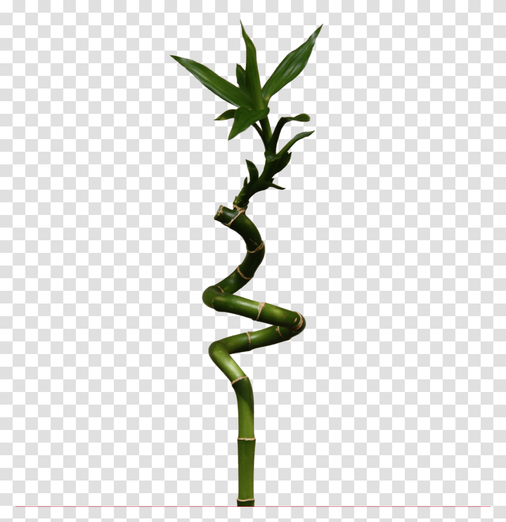 Bamboo Lucky Bamboo, Plant, Leaf, Flower, Blossom Transparent Png