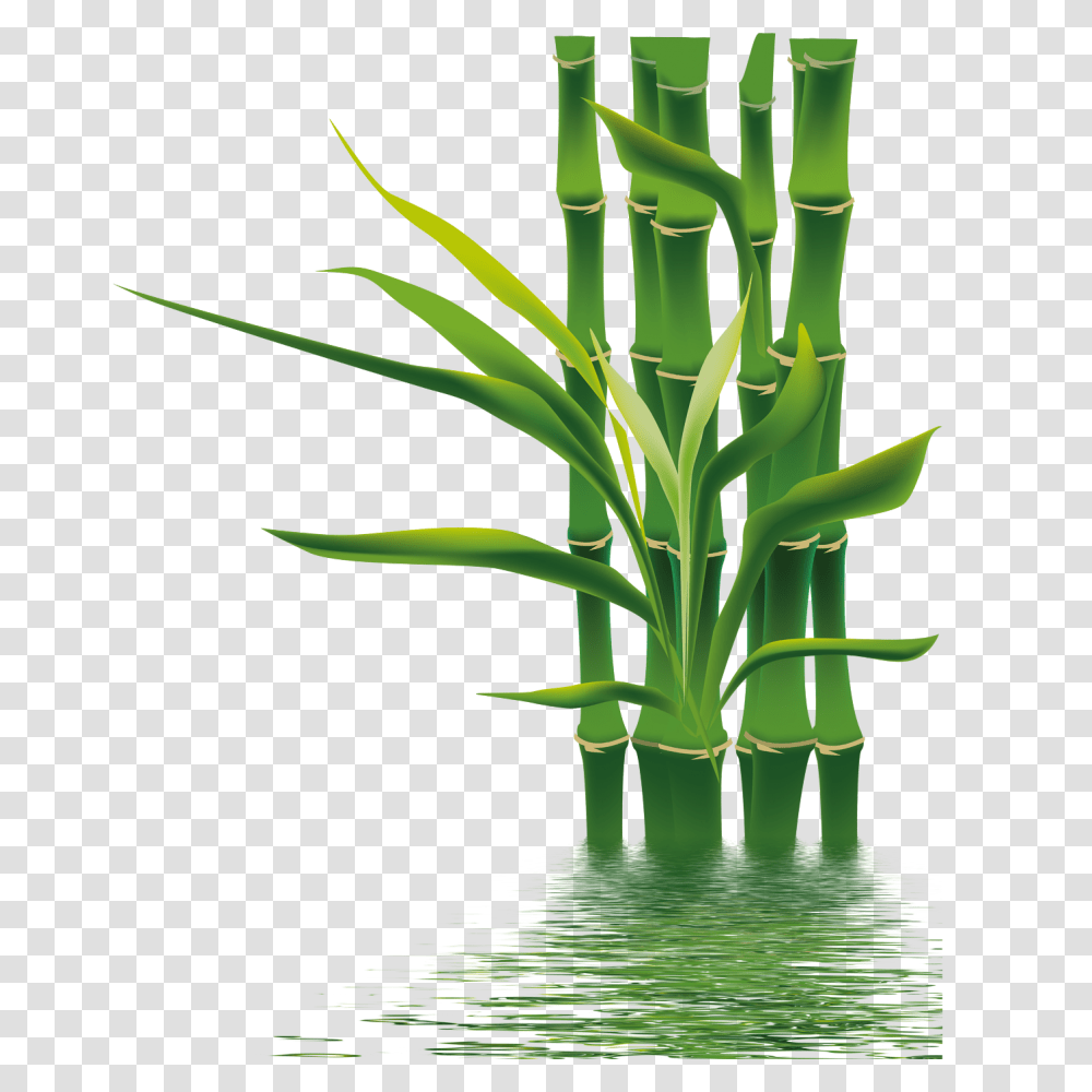 Bamboo, Nature, Plant, Bamboo Shoot, Vegetable Transparent Png