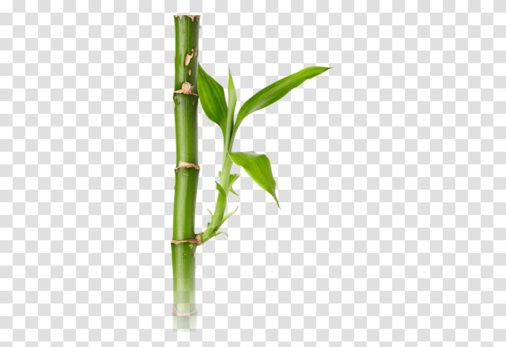 Bamboo, Nature, Plant, Bamboo Shoot, Vegetable Transparent Png