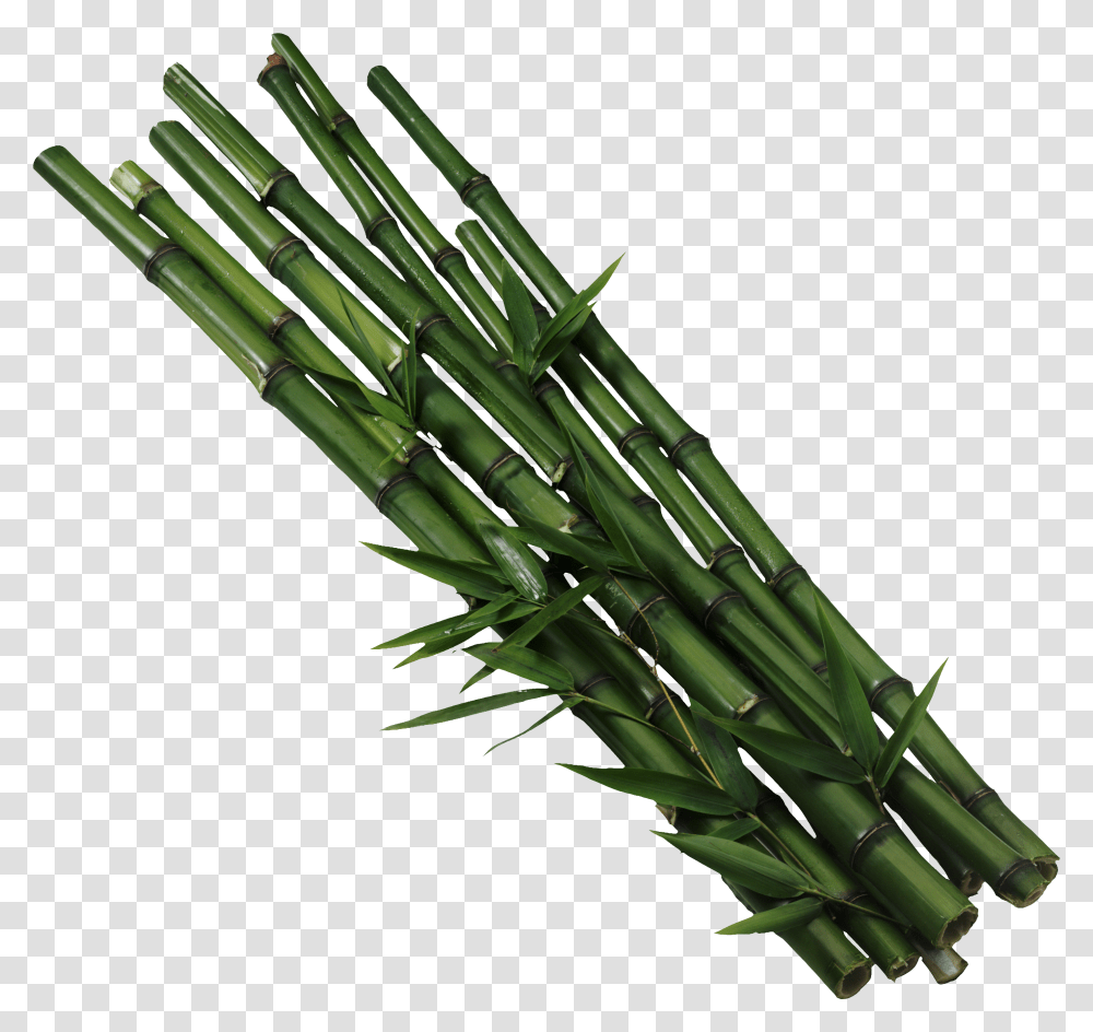 Bamboo, Nature, Plant, Bamboo Shoot, Vegetable Transparent Png