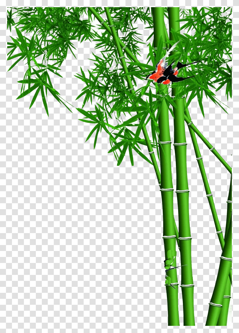 Bamboo, Nature, Plant, Bird, Animal Transparent Png