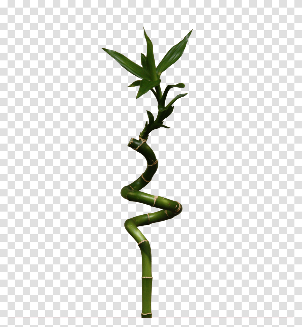 Bamboo, Nature, Plant, Flower, Blossom Transparent Png