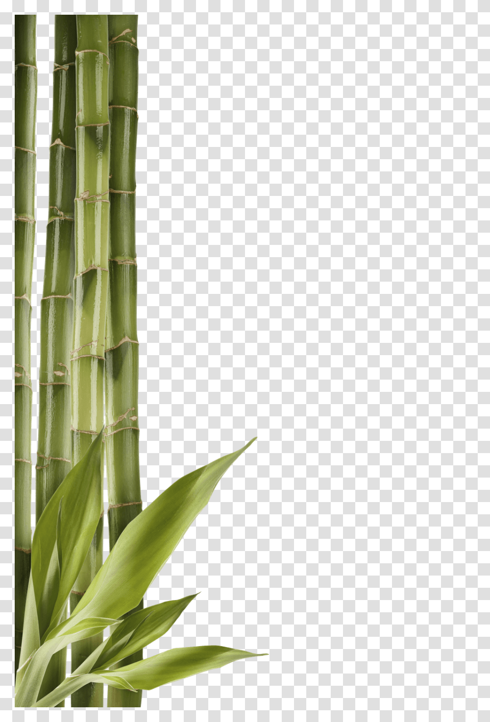 Bamboo, Nature, Plant, Flower, Blossom Transparent Png