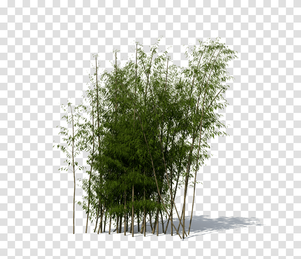 Bamboo, Nature, Plant, Food, Dill Transparent Png